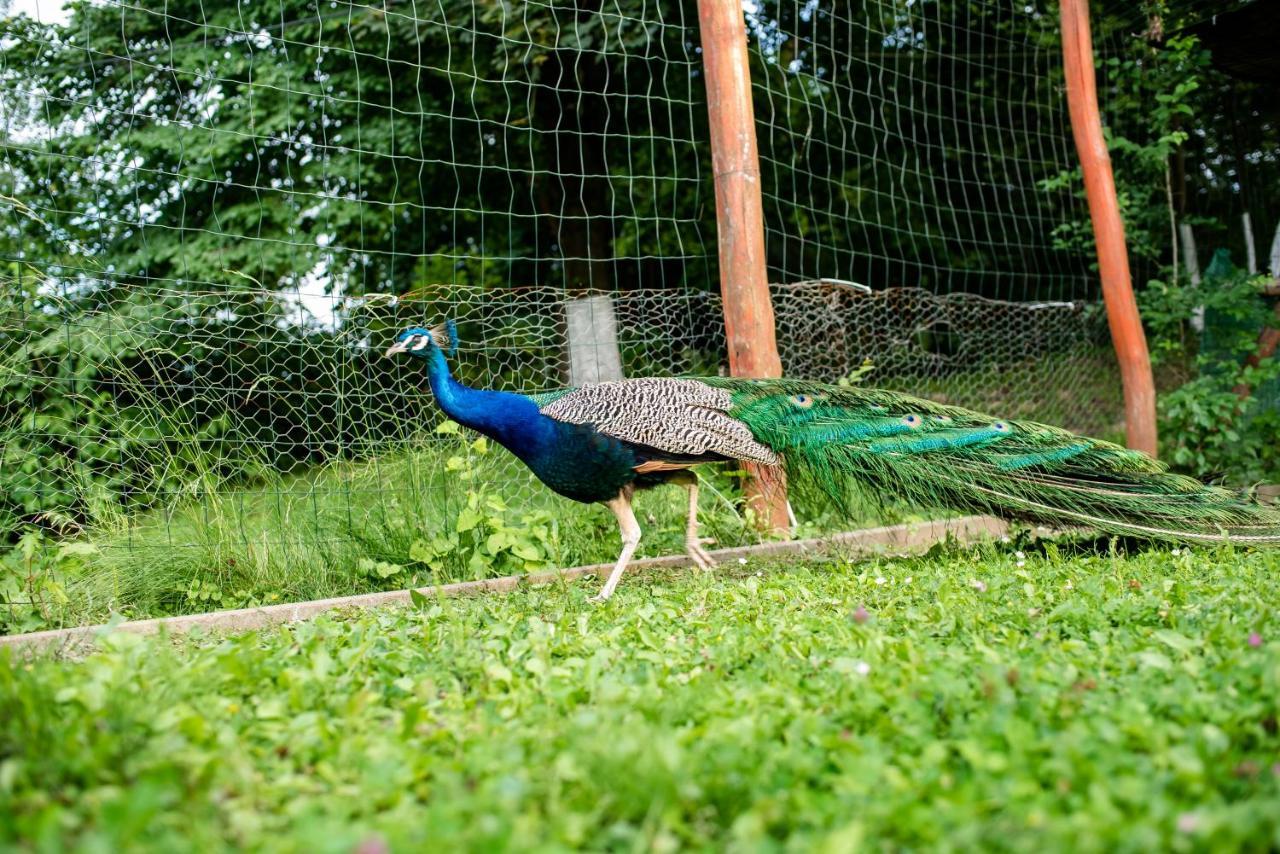 Hotel Marion Poiana Dumbraveni  エクステリア 写真
